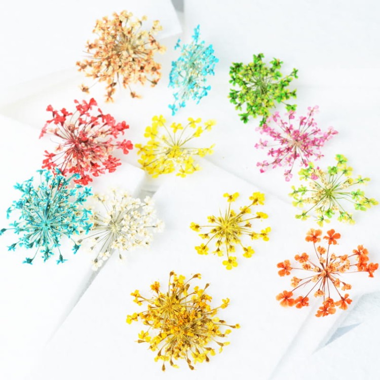 Clavier kwiaty suszone do ozdoby paznokci, wielokolorowe z bliska:  niebieskie, pomarańczowe, fioletowe, żółte, białe, zielone. Białe tło.